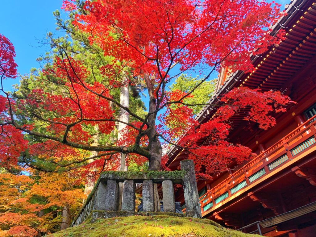 autumn-leaves-japan