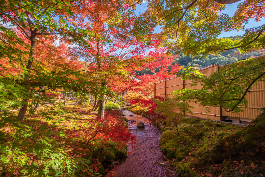 autumn-leaves-japan