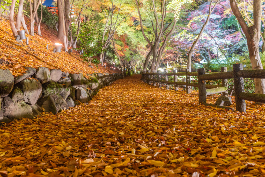 autumn-leaves-japan