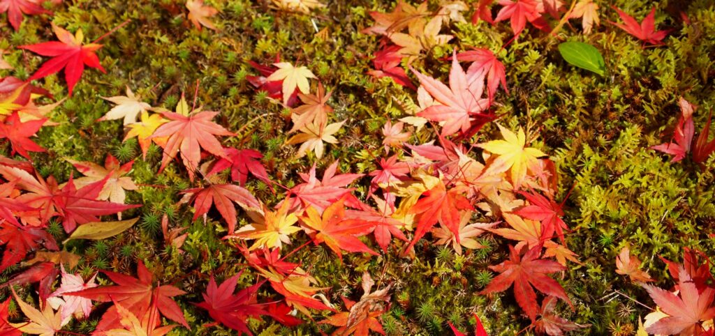 autumn-leaves-japan