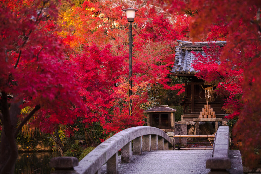 autumn-leaves-japan
