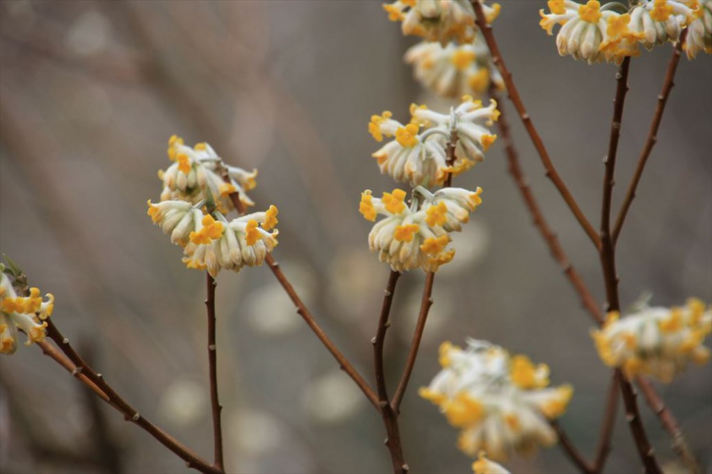 washi Japan
Japanese Culture