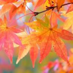 Autumn Leaves Japan 2025: Top 3 Spots — Kyoto, Nikko & Mt. Takao