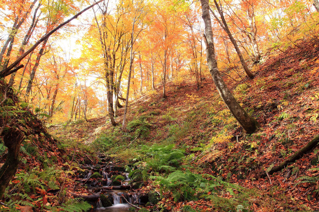 Shirakami Sanchi (Aomori & Akita)
Hidden Gems of Japan