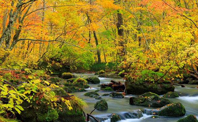 Shirakami Sanchi (Aomori & Akita)
Hidden Gems of Japan