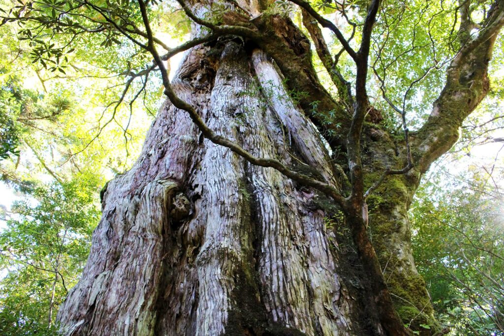 Yakushima (Kagoshima)
Hidden Gems of Japan