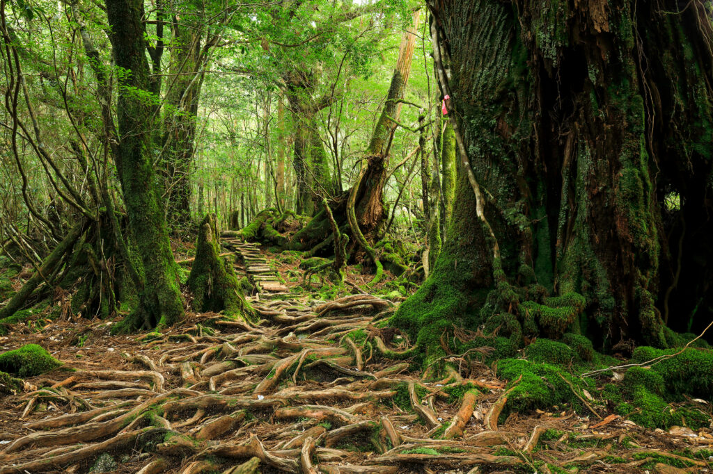 Yakushima (Kagoshima)
Hidden Gems of Japan