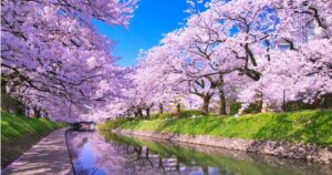 Japan’s Top 10 Cherry Blossom Spots (Popularity Ranking): 2026 Bloom Forecast + Access & Addresses
