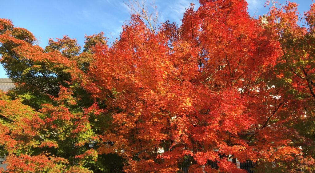 紅葉　おすすめ