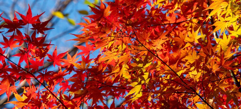 紅葉　おすすめ