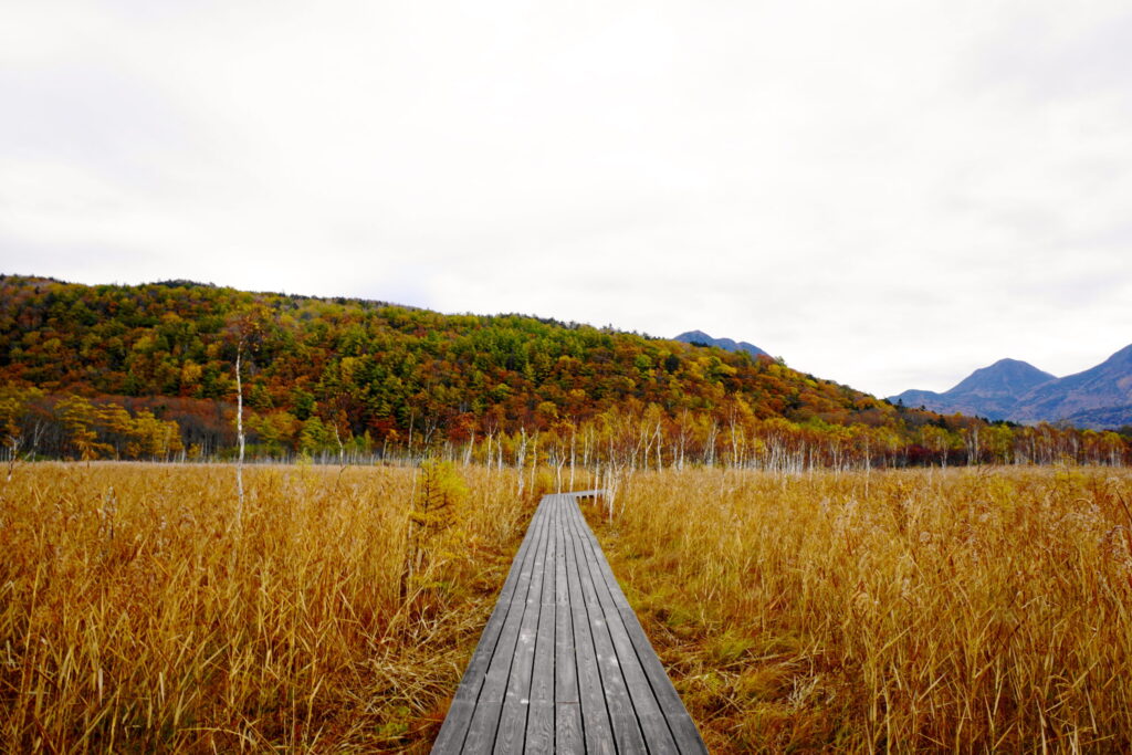 紅葉　おすすめ