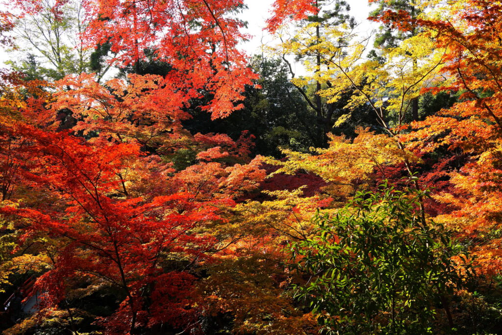 紅葉　おすすめ
