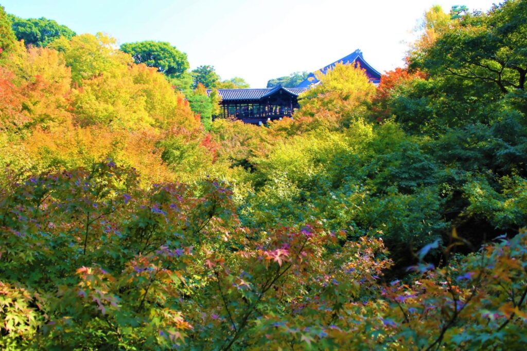 紅葉　おすすめ