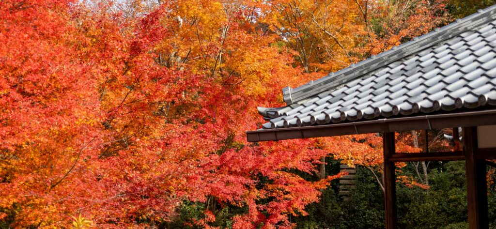 紅葉　京都