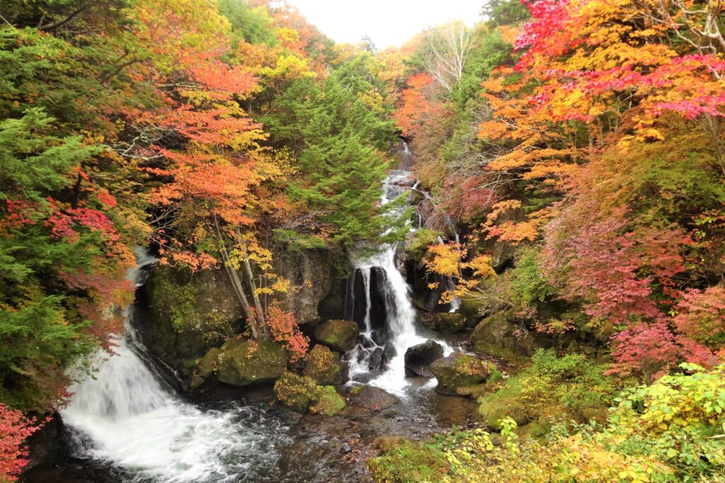 紅葉　おすすめ