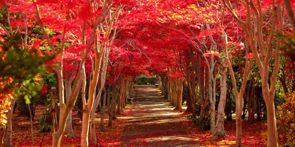 紅葉　おすすめ