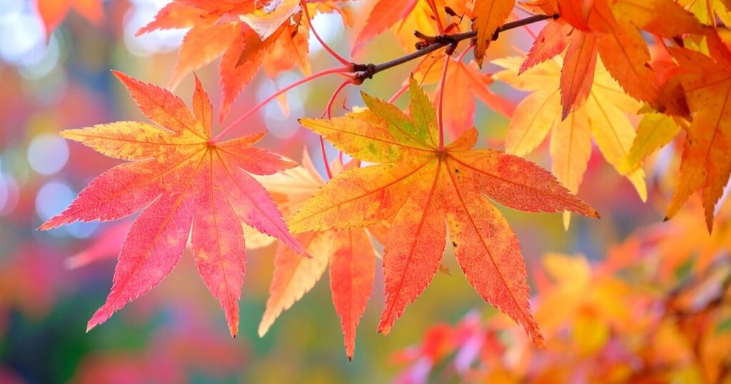 日本の 紅葉 が見られる有名な観光地ベスト３【2025年版】