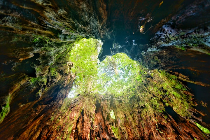 屋久島（鹿児島県）
日本の秘境