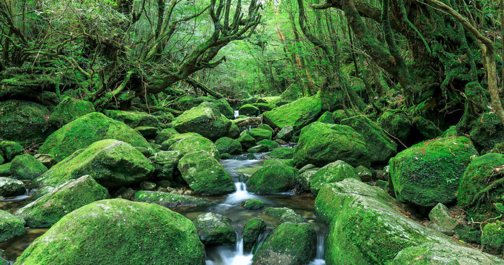 屋久島（鹿児島県）
日本の秘境