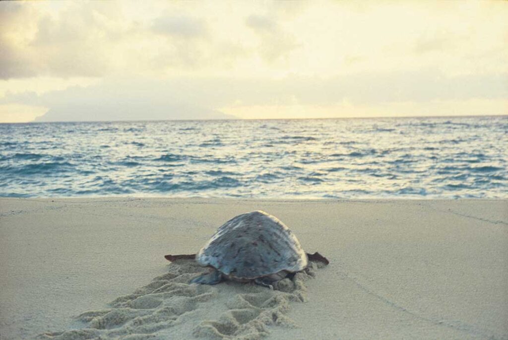 屋久島（鹿児島県）
日本の秘境