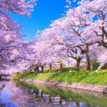 全国の桜名所 人気ランキングTOP10｜2026年の開花予想とアクセス・所在地まとめ