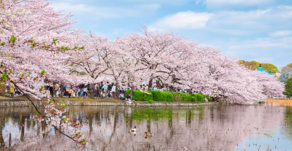 上野恩賜公園　桜