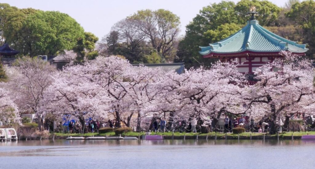 上野恩賜公園　桜