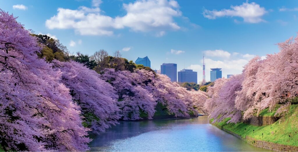 千鳥ヶ淵緑道　桜