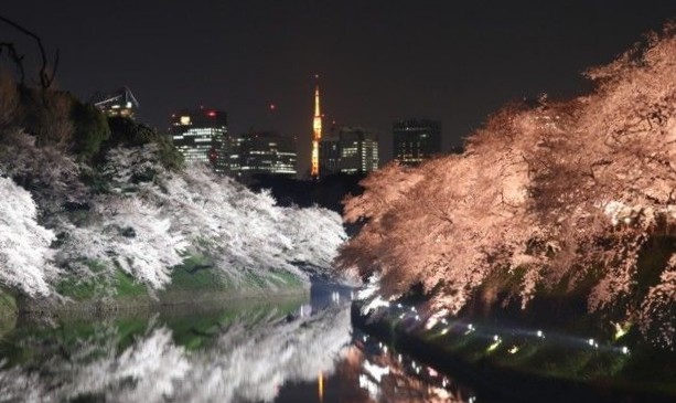 千鳥ヶ淵緑道　桜