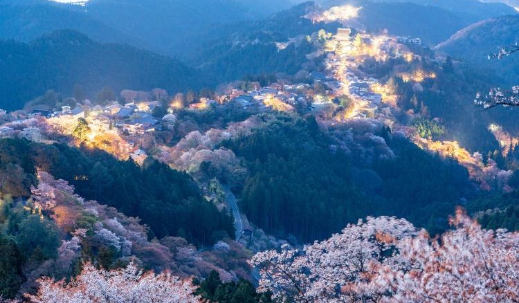 吉野山　桜