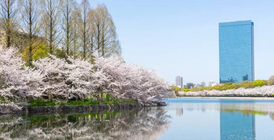 大阪城公園　桜
