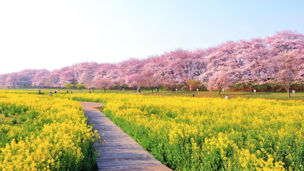 幸手権現堂桜堤