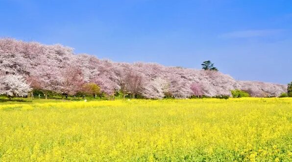 幸手権現堂桜堤