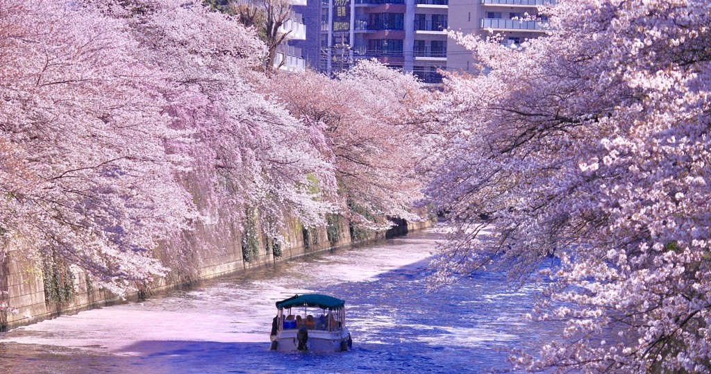 目黒川　桜