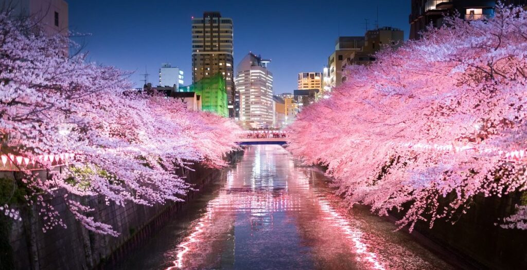 目黒川　桜