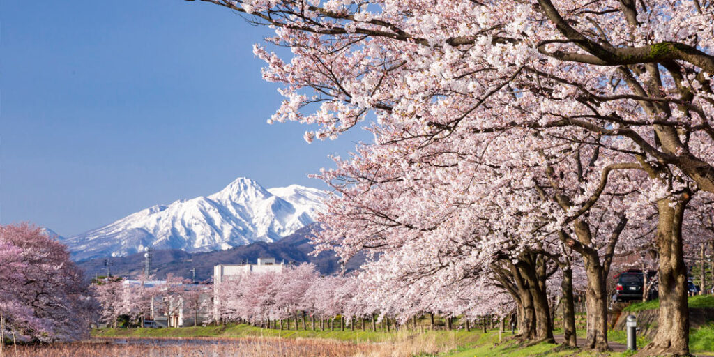 高田城址公園　桜